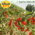 Medlar Goji Berry Food Supplement